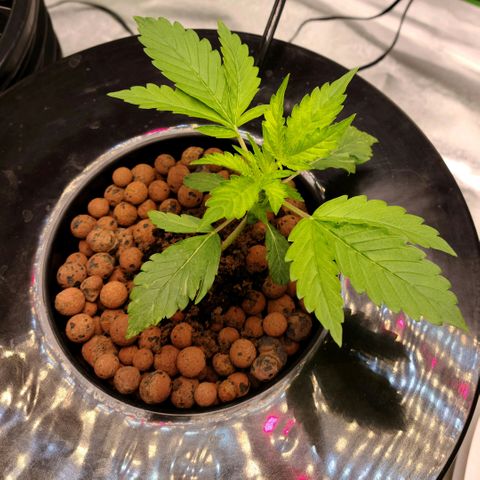LSD:1 growlog photo: ...after a day and a half of no power...