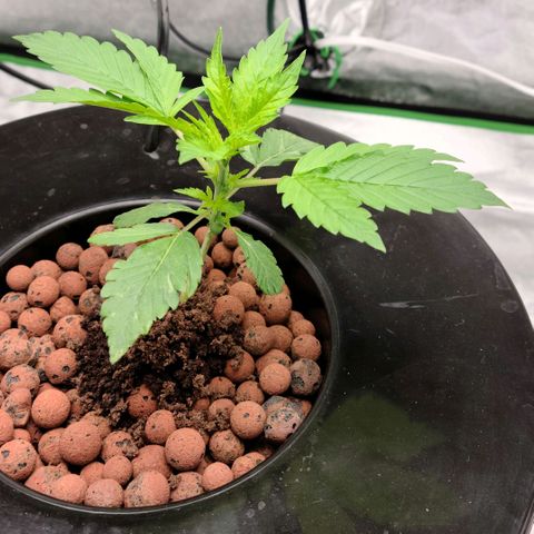 LSD:1 growlog photo: ...after a day and a half of no power...