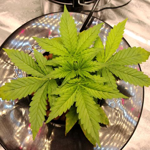 LSD:1 growlog timeline photo