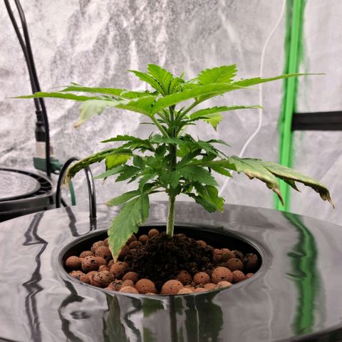 LSD:1 growlog timeline photo