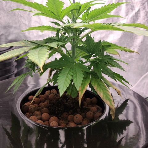 LSD:1 growlog timeline photo
