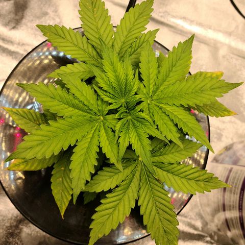 LSD:1 growlog timeline photo