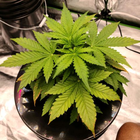 LSD:1 growlog photo: 8"