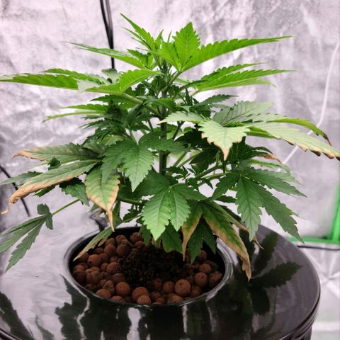LSD:1 growlog photo: 8"