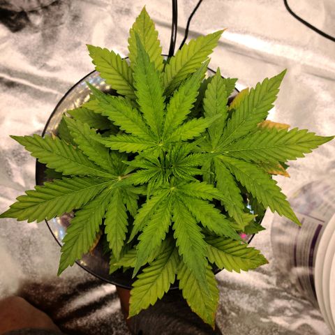 LSD:1 growlog photo: 8"
