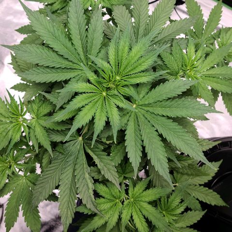 LSD:1 growlog timeline photo