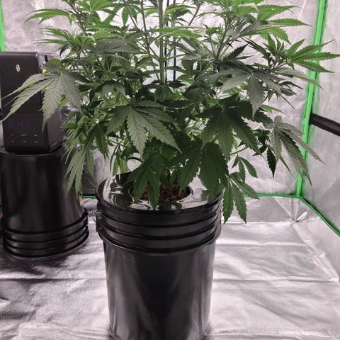 LSD:1 growlog timeline photo