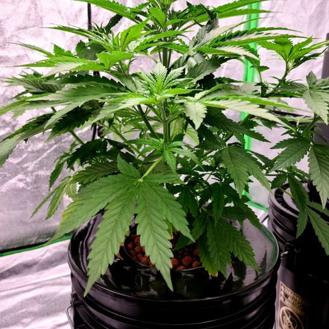 LSD:1 growlog timeline photo