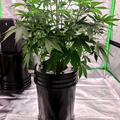 LSD:1 growlog timeline photo