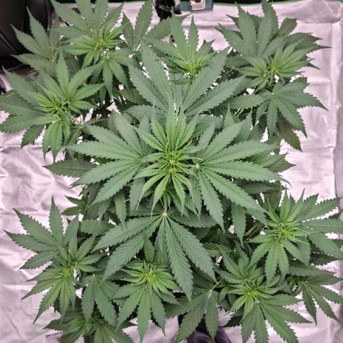 LSD:1 growlog timeline photo