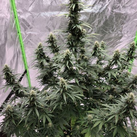 LSD:1 growlog timeline photo