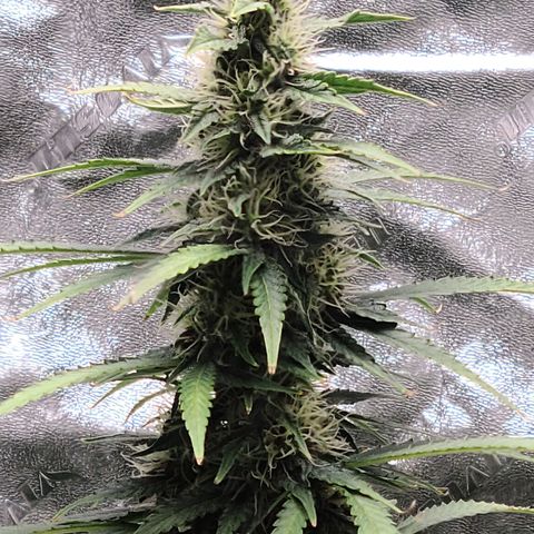 LSD:1 growlog timeline photo