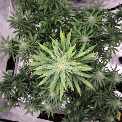 LSD:1 growlog timeline photo