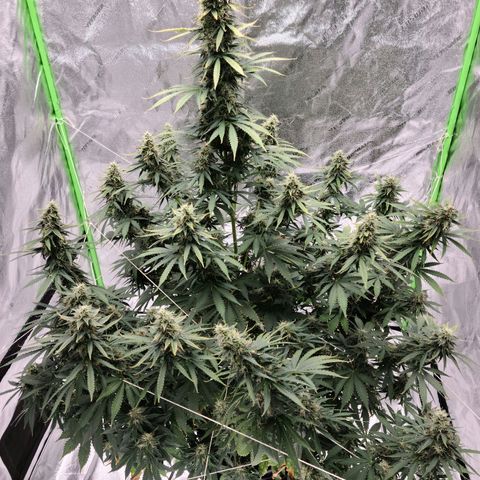 LSD:1 growlog timeline photo