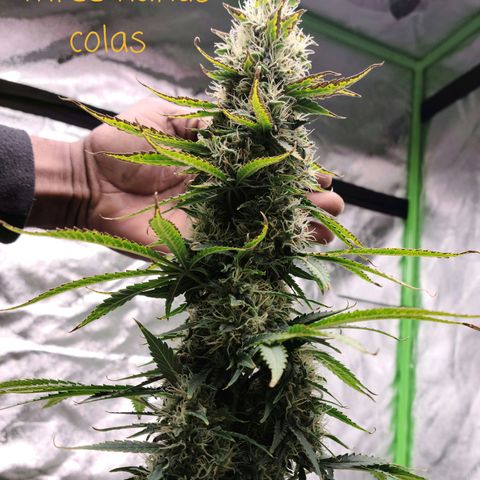 LSD:1 growlog timeline photo