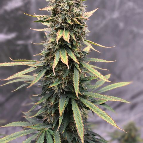 LSD:1 growlog timeline photo