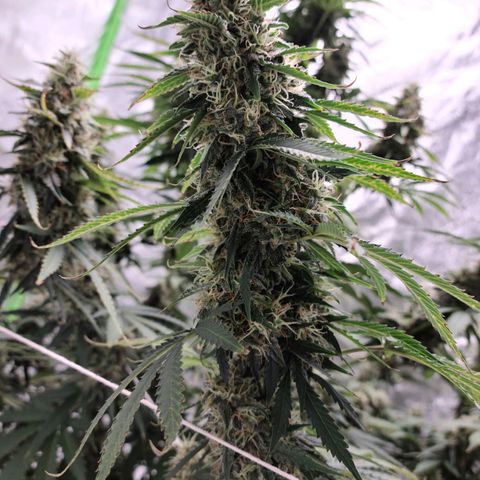 LSD:1 growlog timeline photo