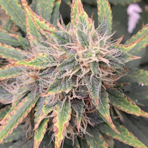 LSD:1 growlog timeline photo
