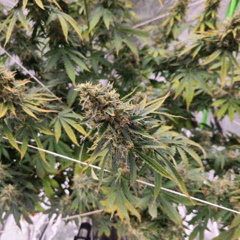 LSD:1 growlog timeline photo