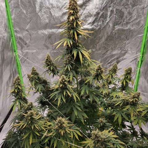LSD:1 growlog timeline photo