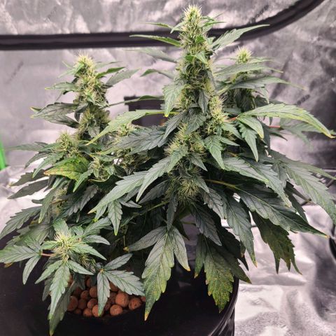 LSD:1 growlog timeline photo