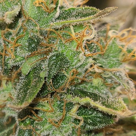 LSD:1 growlog timeline photo
