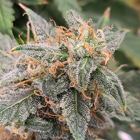 LSD:1 growlog timeline photo
