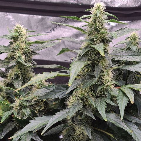 LSD:1 growlog timeline photo