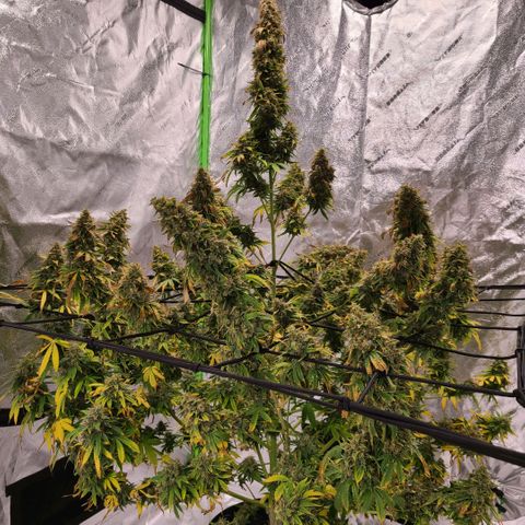 LSD:1 growlog timeline photo