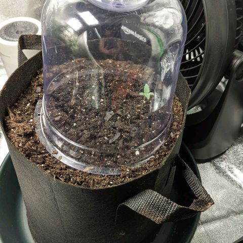 OG Kush growlog photo: Now in the tent
