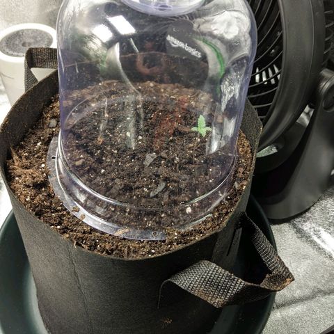 OG Kush growlog timeline photo
