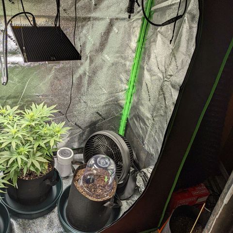 OG Kush growlog timeline photo