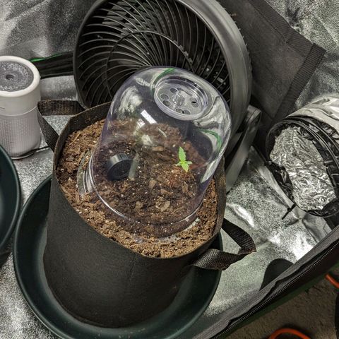 OG Kush growlog timeline photo