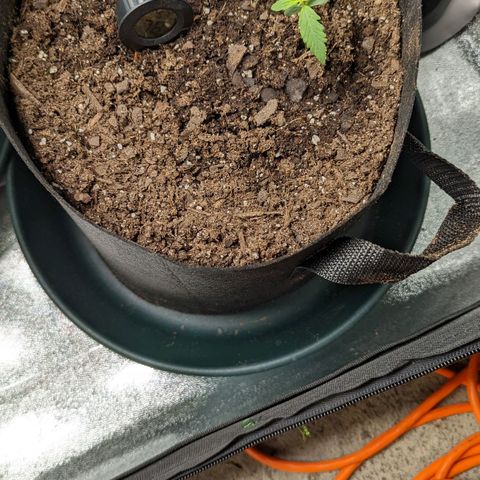 OG Kush growlog timeline photo