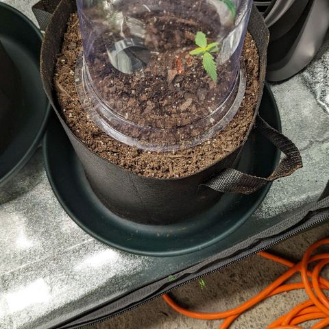 OG Kush growlog timeline photo