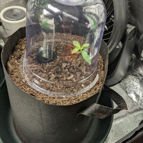 OG Kush growlog timeline photo