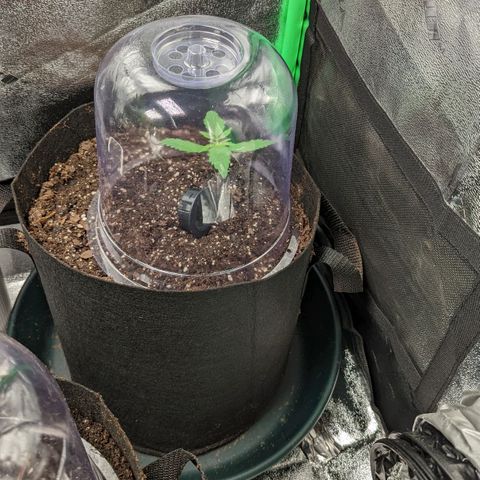 OG Kush growlog timeline photo