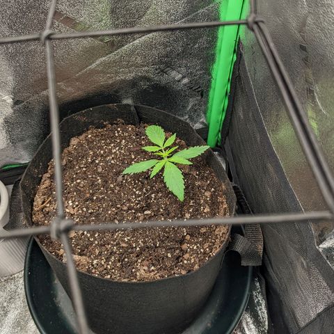 OG Kush growlog timeline photo