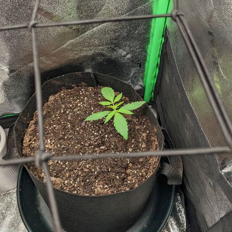 OG Kush growlog timeline photo