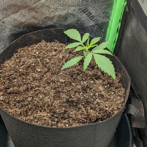 OG Kush growlog timeline photo