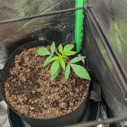 OG Kush growlog timeline photo