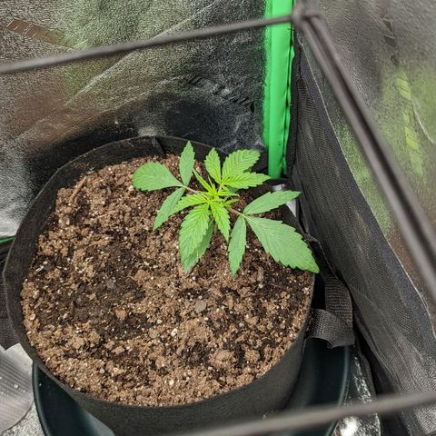OG Kush growlog timeline photo