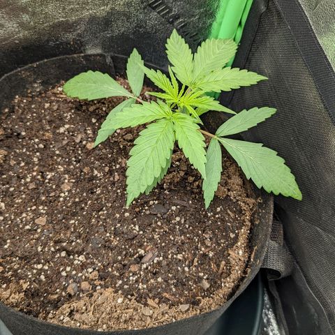 OG Kush growlog timeline photo