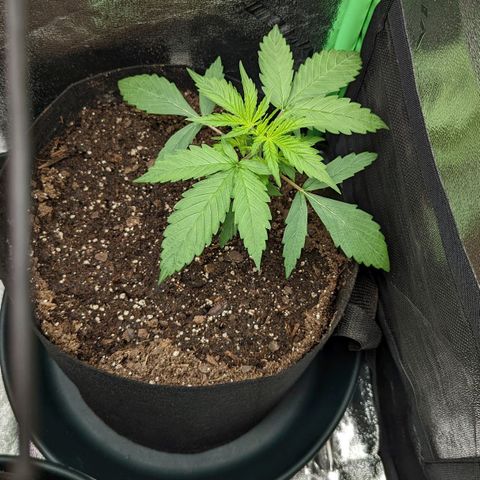 OG Kush growlog timeline photo