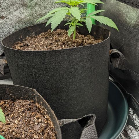 OG Kush growlog timeline photo