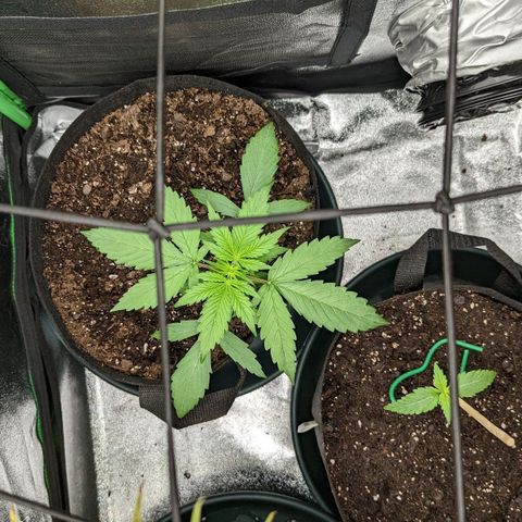 OG Kush growlog timeline photo