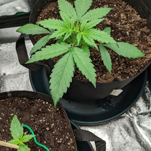 OG Kush growlog timeline photo