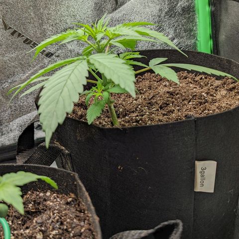 OG Kush growlog timeline photo
