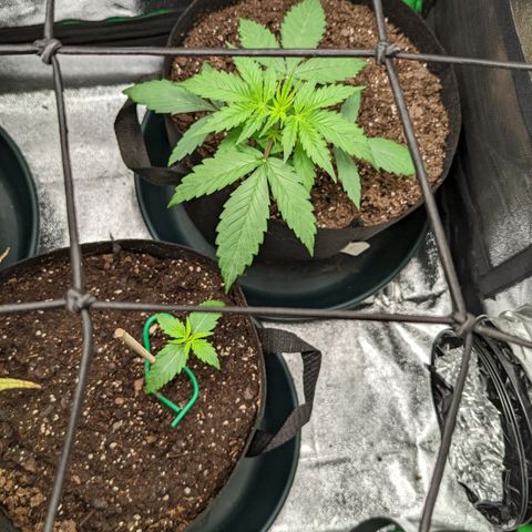 OG Kush growlog timeline photo