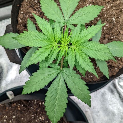 OG Kush growlog timeline photo